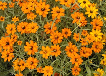 narrowleaf zinnia